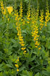 Yellow wild indigo